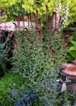 lysimachia-atropurpurea-beaujolais~7739153
