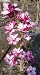 magnolia-starburst-4