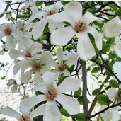 magnolia1