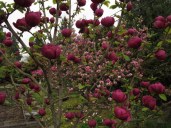 magnolia2