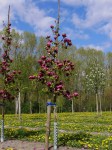 magnolia_genie