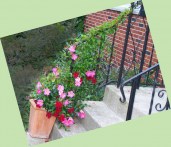 mandevilla-twining-up-railing1