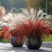 miscanthus-sinensis-lady-in-red