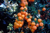 myrtifolia800
