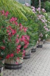 nerium-oleander-greenery-plants-pixmac-image-5429