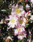 old_glory_1