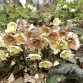 only-sale-5-62-usd-for-helleborus-x-ballardiae-candy-love-candy-love-hellebore_0-scaled