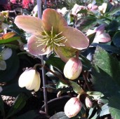 only-sale-5-62-usd-for-helleborus-x-ballardiae-candy-love-candy-love-hellebore_1
