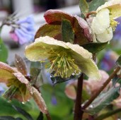 only-sale-5-62-usd-for-helleborus-x-ballardiae-candy-love-candy-love-hellebore_2
