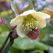 only-sale-5-62-usd-for-helleborus-x-ballardiae-candy-love-candy-love-hellebore_3