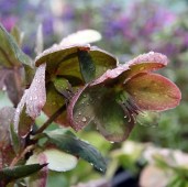 only-sale-5-62-usd-for-helleborus-x-ballardiae-candy-love-candy-love-hellebore_4