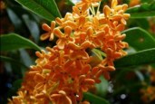 osmanthus