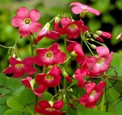 oxalis_deppei