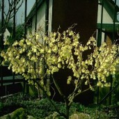 p-304-corylopsis-pauciflora