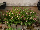 p5105212Cypripedium-Gisela