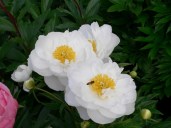 paeonia-miss-america