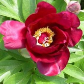 paeonia-sonoma-velvet-ruby-2