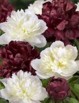paeonia_combi_black_tie_03400.227x296