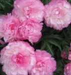 paeonia_joker_43