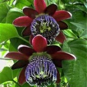 passiflora-alata
