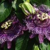 passiflora-incense