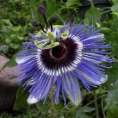 passiflora-purple-haze