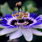 passiflora_1