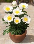 patio-peony-dublin