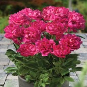 patio-peony-london