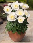 patio-peony-madrid