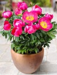 patio-peony-oslo