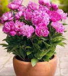 patio-peony-rome