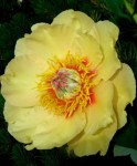 peon_garden_treasure._pion_garden_treazure