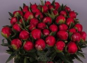 peony-belgravia-818-2-1600x1600