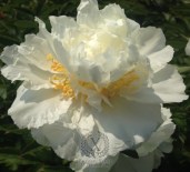 peony-cheddar-surprise-206-2-1600x1600