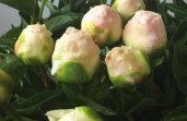 peony-cheddar-surprise-206-3-1600x1600