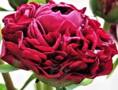 peony-henry-bockstoce-76-2-1600x1600