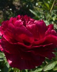 peony-henry-bockstoce-