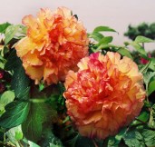 peony-jin-ge3
