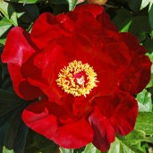 peony-sonoma-velvet-ruby