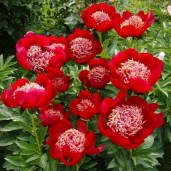 peony-walter-mainz