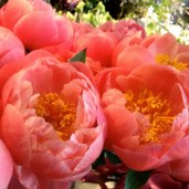 peony_coral_charm_2_55af5e32-b71e-4e99-a7d8-b4ae667811224