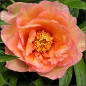 peony_julia_rose_itoh
