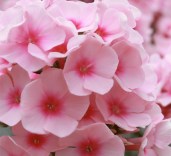 phloh-pink-floks-metelchatyy-pink