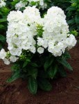 phloh-white-floks-metelchatyy-white