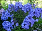 phloh_blue_paradise_-_floks_metelchatyy_blue_paradise