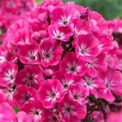 phlox-paniculata-alexandra