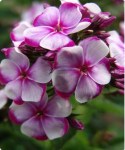 phlox-paniculata-neon-flare1