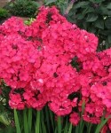 phlox-paniculata-starfire.-floks-metelchatyy-starfire.-250x300