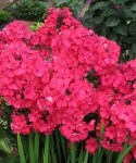 phlox-paniculata-starfire.-floks-metelchatyy-starfire.-250x300